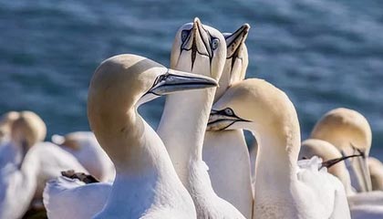 单板滑雪障碍追逐中国两名女将获冬奥参赛资格|冬奥会|米兰冬奥会|AC米兰|国际雪联单板滑雪障碍追逐世界杯|拥青拉姆_新浪体育_新浪新闻