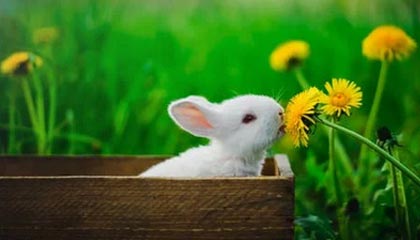 单板滑雪障碍追逐中国两名女将获冬奥参赛资格|冬奥会|米兰冬奥会|AC米兰|国际雪联单板滑雪障碍追逐世界杯|拥青拉姆_新浪体育_新浪新闻